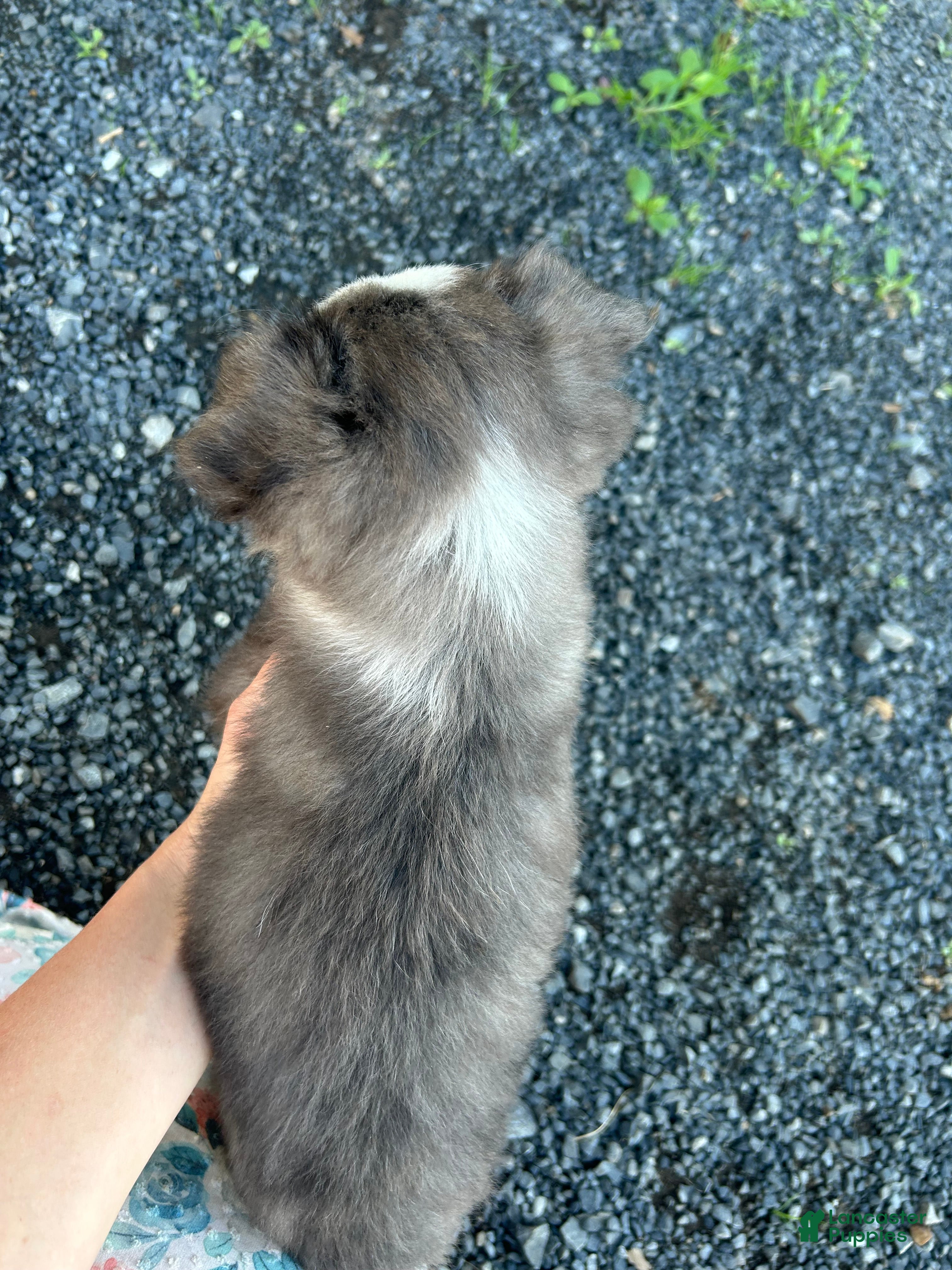 Miniature Australian Shepherd dogs Wolf - Ad 2