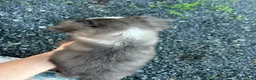 Miniature Australian Shepherd dogs for sale: Wolf - Ad 2