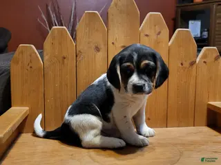 Puggle dogs Sophie - Ad 2