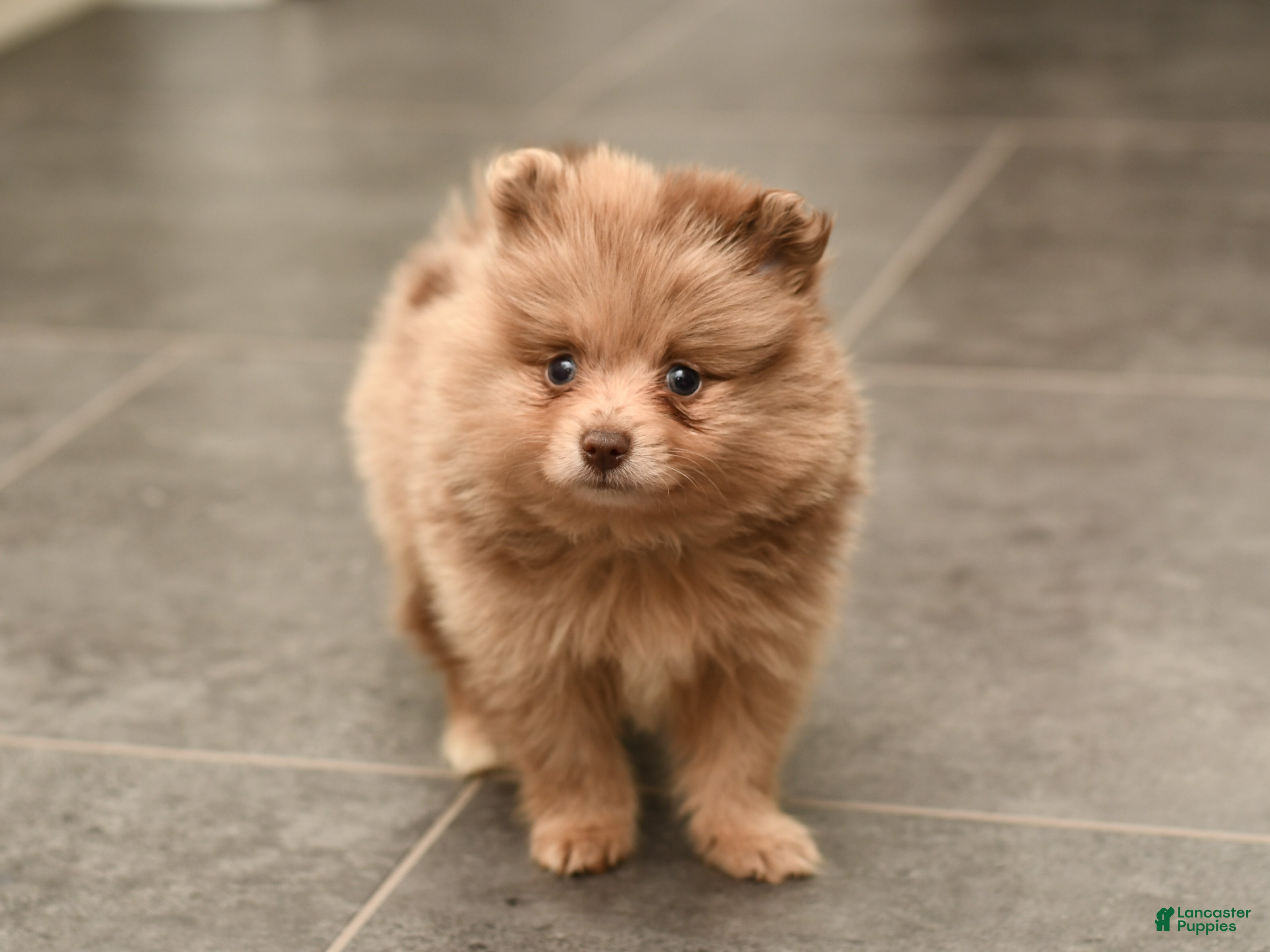 Pomeranian dogs Leo - Ad 1