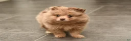 Pomeranian dogs for sale: Leo - Ad 1