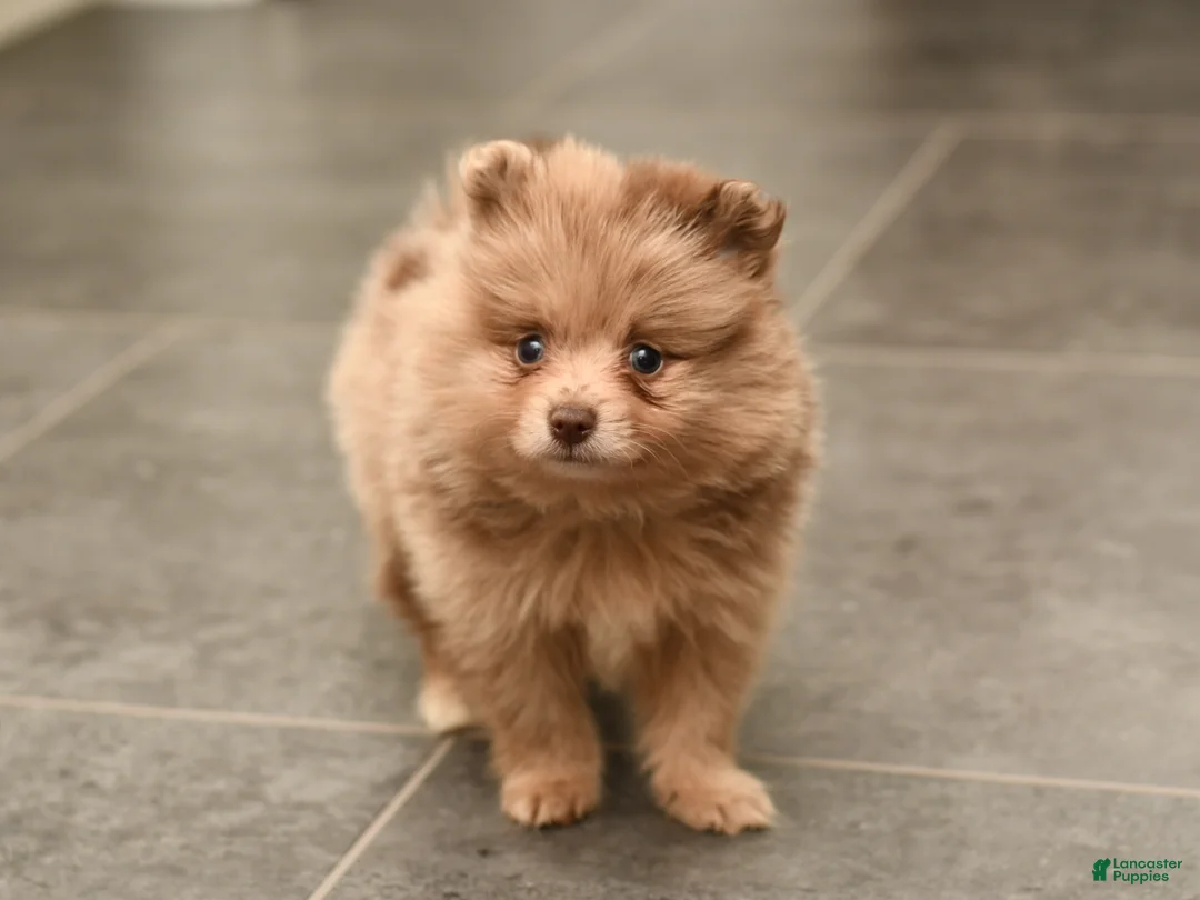 Pomeranian dogs for sale: Leo - Ad 1
