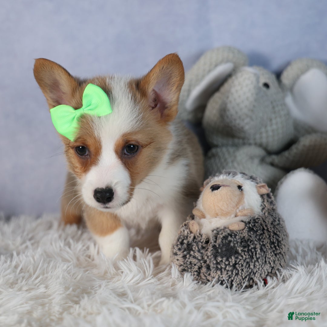 Welsh Corgi Pembroke dogs for sale: Dalton - Ad 7
