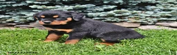 Rottweiler dogs for sale: Beatrix - Ad 3