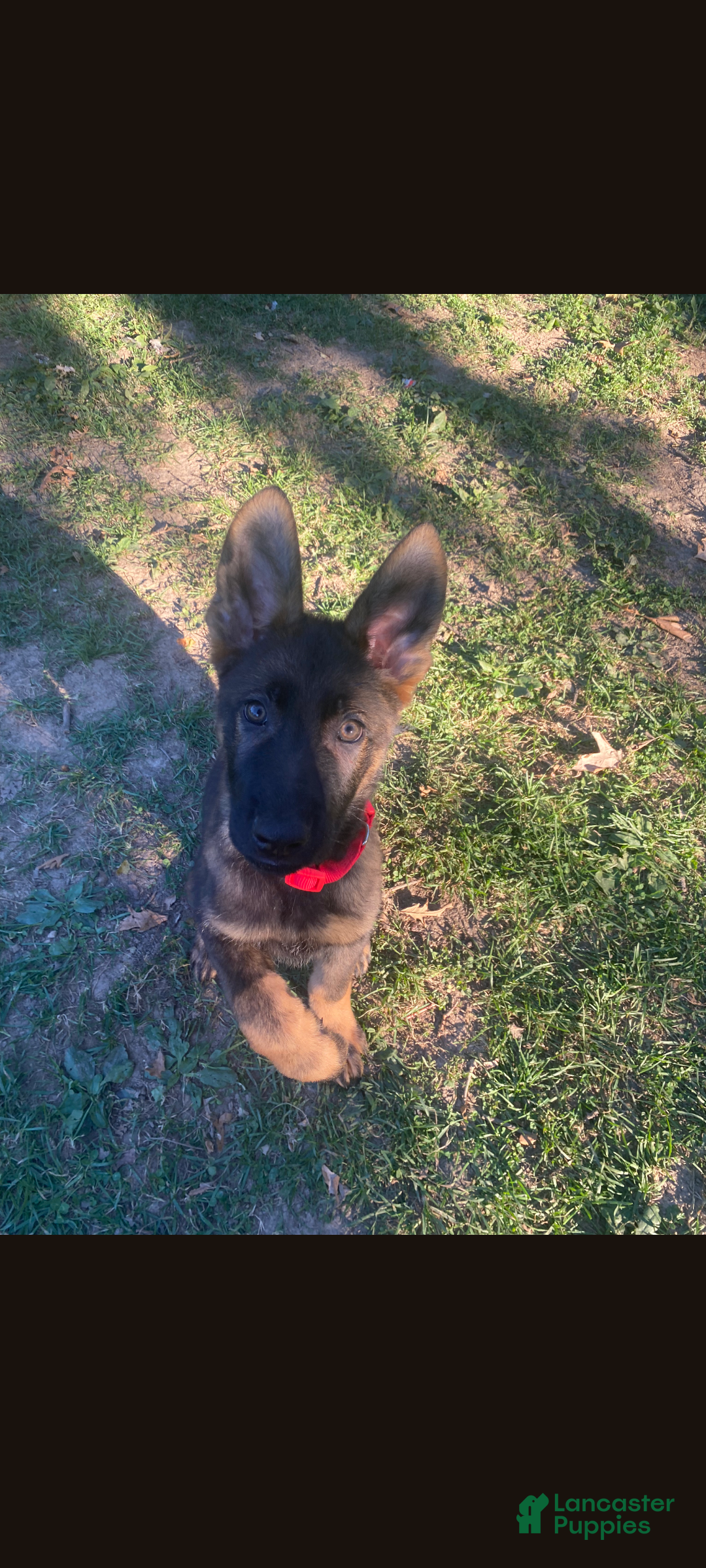German Shepherd dogs Duke - Ad 13