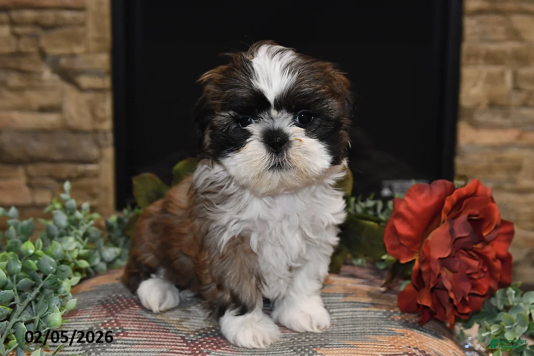 Shih Tzu dogs for sale: Chloe - Ad 3