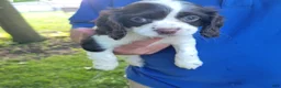 Mixed Breed dogs for sale: Kisses - Ad 8