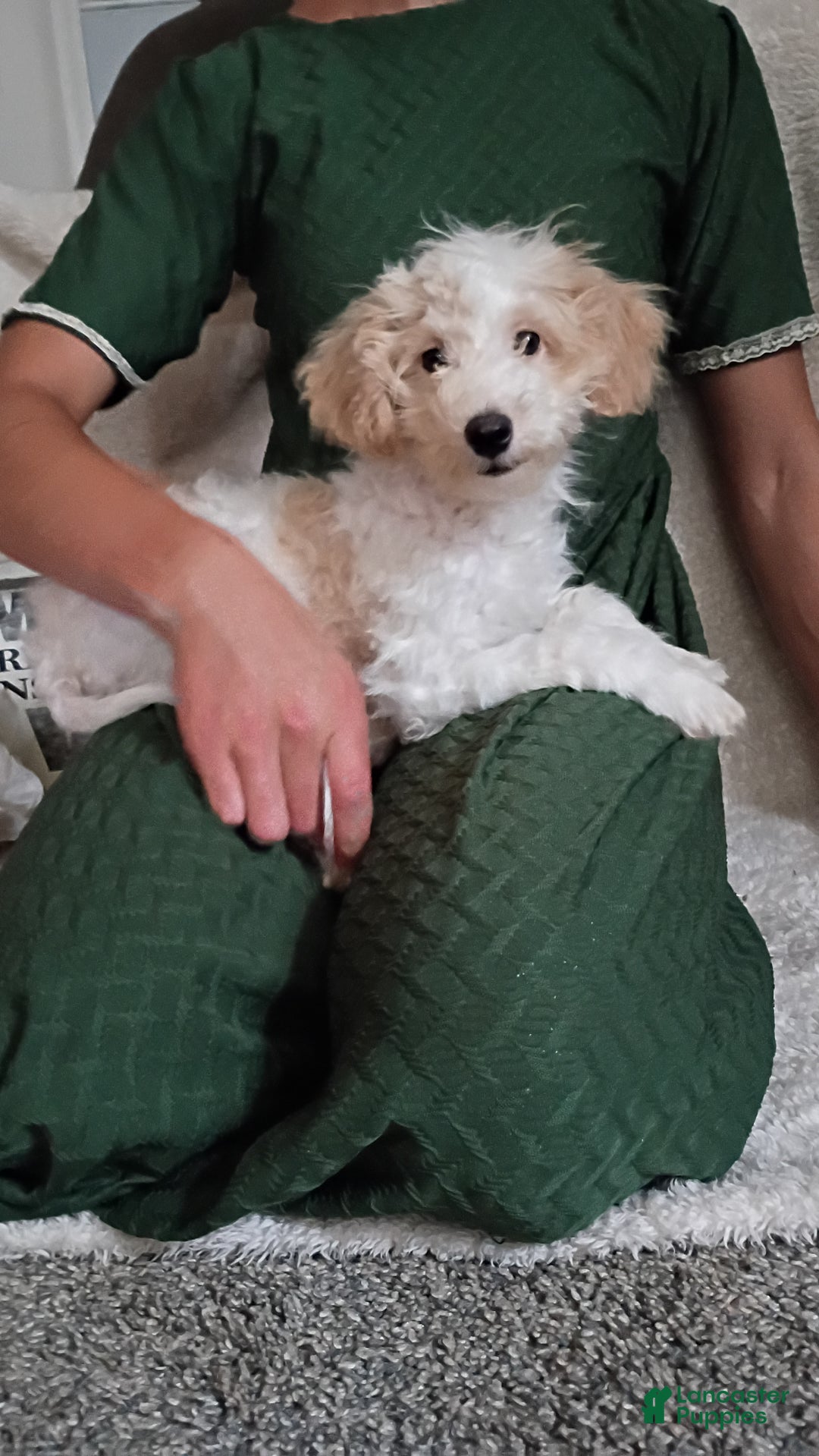 Daisy for sale in Coatesville Lancaster Puppies