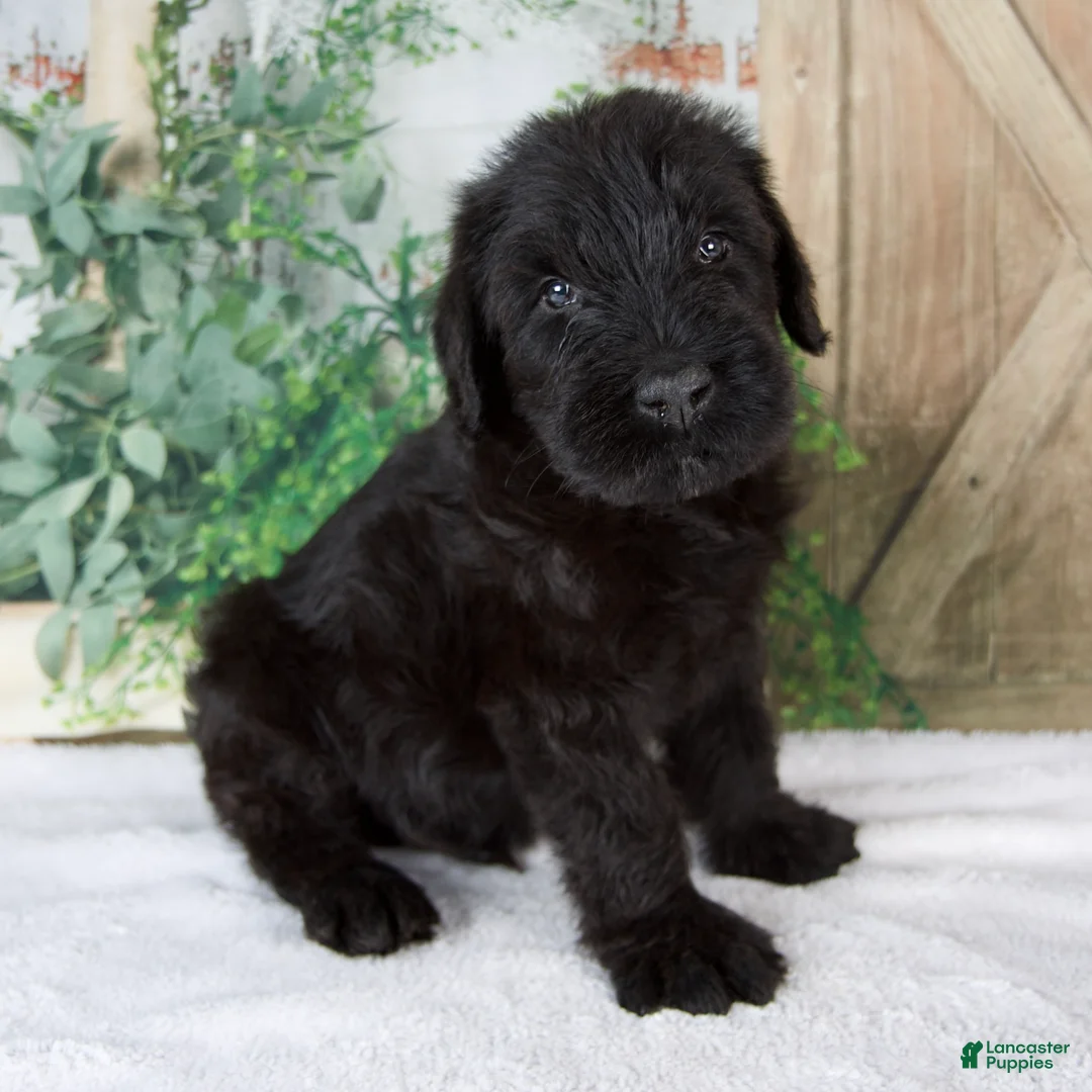 Giant Schnauzer dogs for sale: Kendrick  - Ad 2