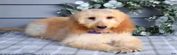 Goldendoodle dogs for sale: Millie - Ad 11