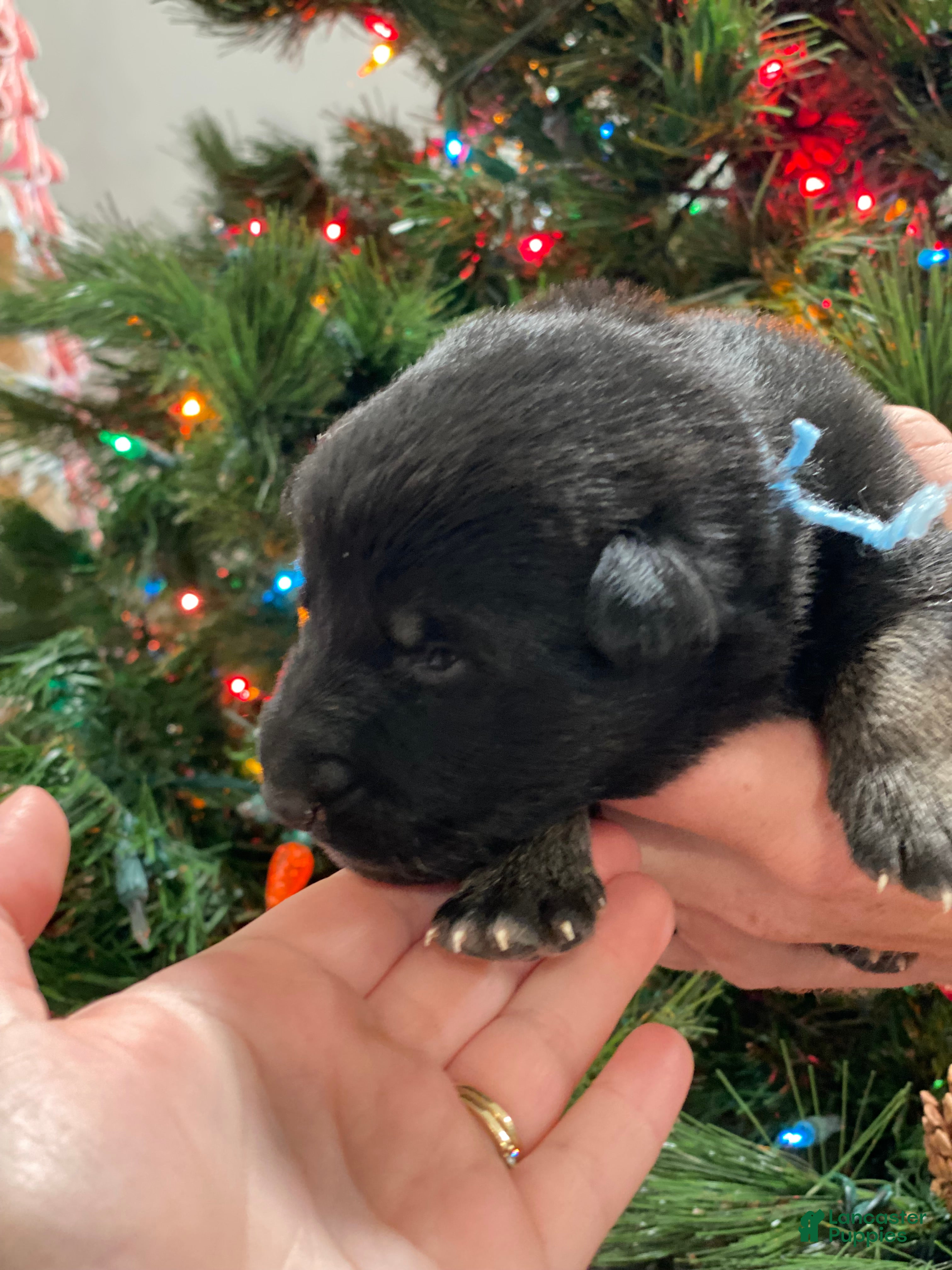 German Shepherd dogs German Shepherd Puppy 3 - Ad 21