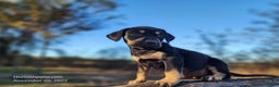 Catahoula Leopard Dog dogs for sale: Tracy II 2025 Female 3 - Ad 6