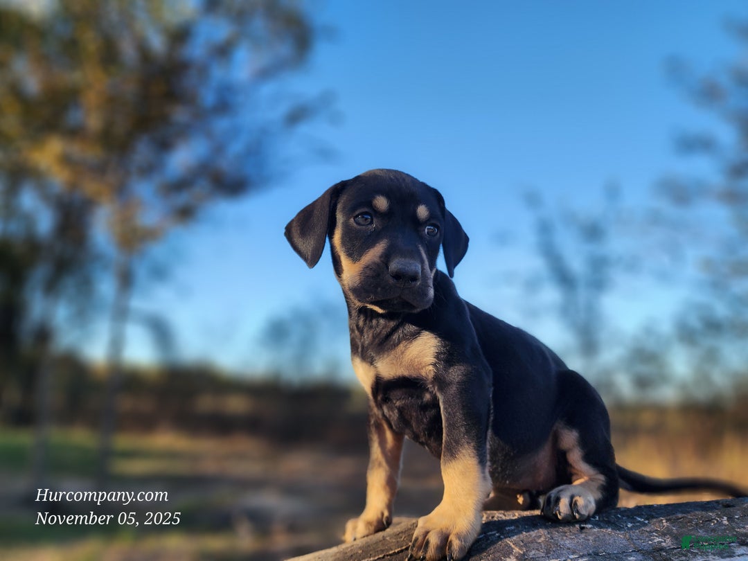 Catahoula Leopard Dog dogs for sale: Tracy II 2025 Female 3 - Ad 6