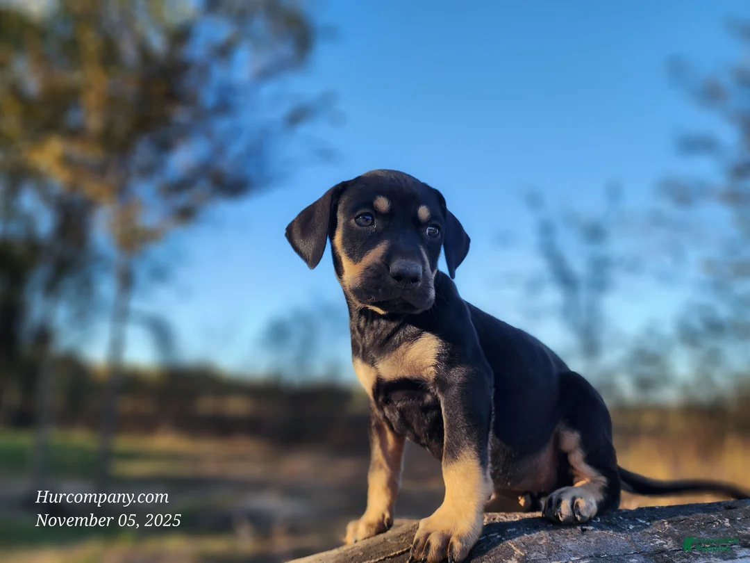 Catahoula Leopard Dog dogs for sale: Tracy II 2025 Female 3 - Ad 6