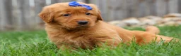 Golden Retriever dogs for sale: Quincy💙 - Ad 22
