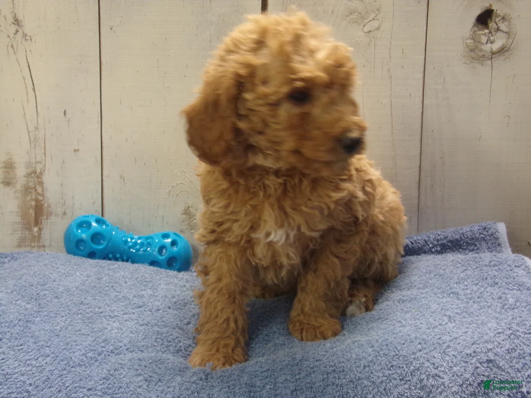Standard Poodle dogs for sale: Ezra - Ad 2