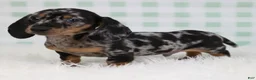 Miniature Dachshund dogs for sale: Pierre 🫐 - Ad 6