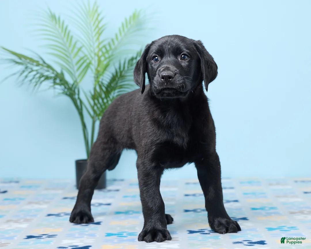 Labrador Retriever dogs for sale: Shadow - Ad 5