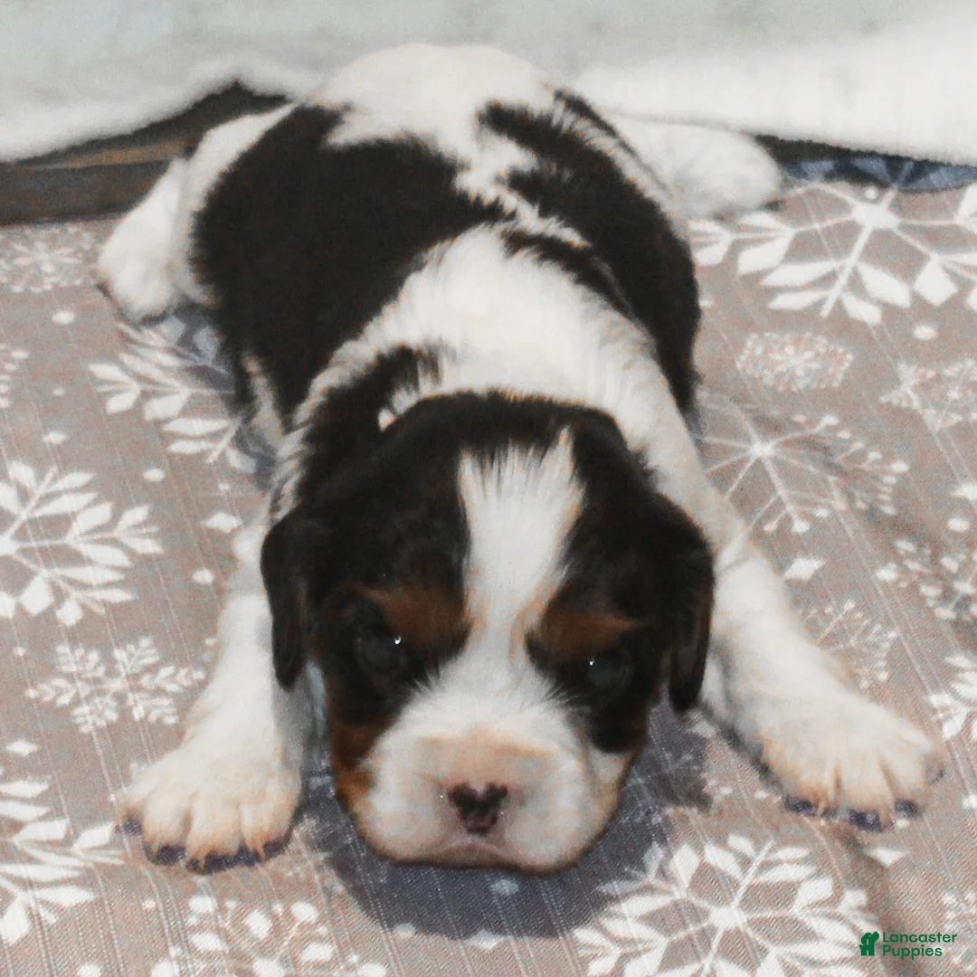 Cavalier King Charles Spaniel dogs for sale: Congo - Ad 9