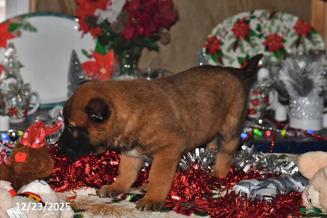 Belgian Malinois dogs for sale: Tanner - Ad 8