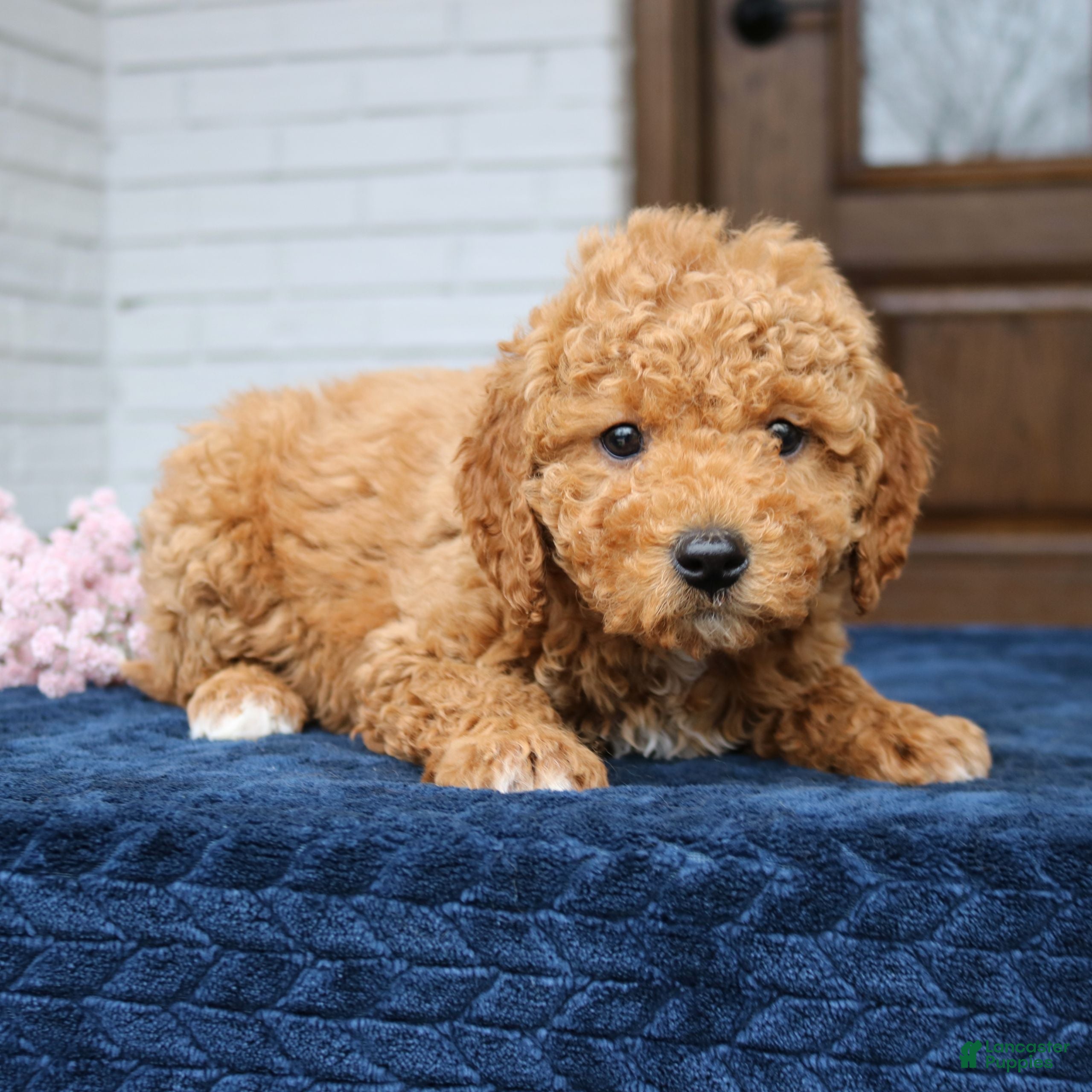 Mini Goldendoodle dogs Thea  - Ad 2