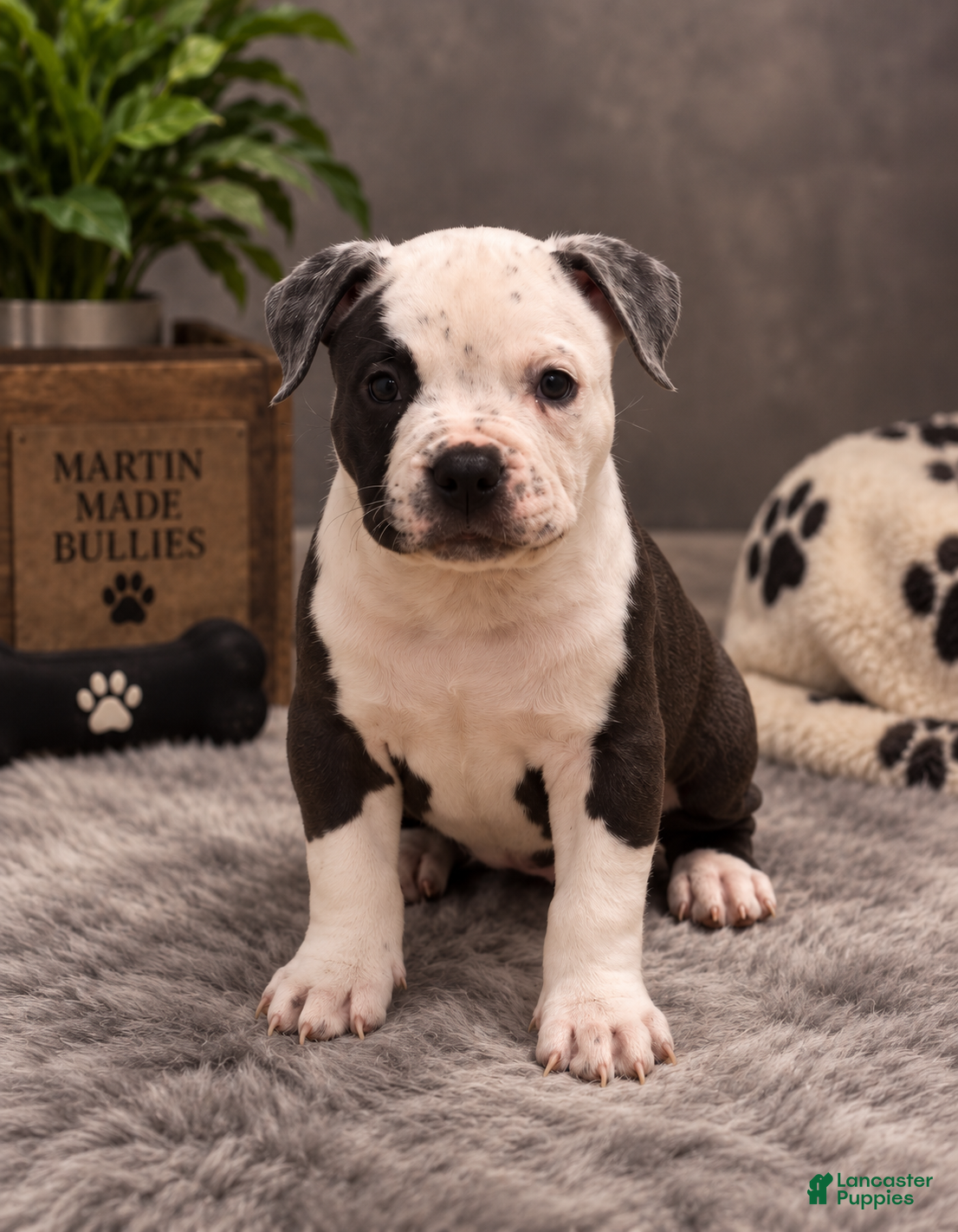American Bully dogs Roxy - Ad 1