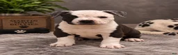 American Bully dogs for sale: Roxy - Ad 1