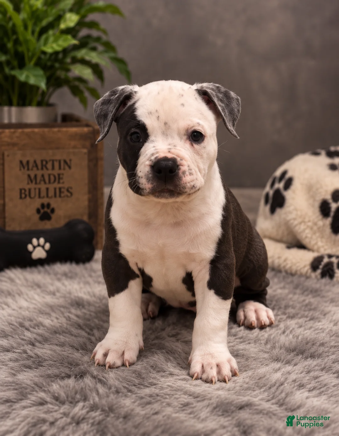 American Bully dogs for sale: Roxy - Ad 1