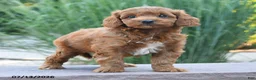Cockapoo dogs for sale: Julie  - Ad 4