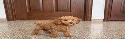 Cockapoo dogs for sale: Sara - Ad 4