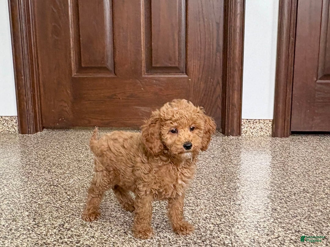 Cockapoo dogs for sale: Sara - Ad 4