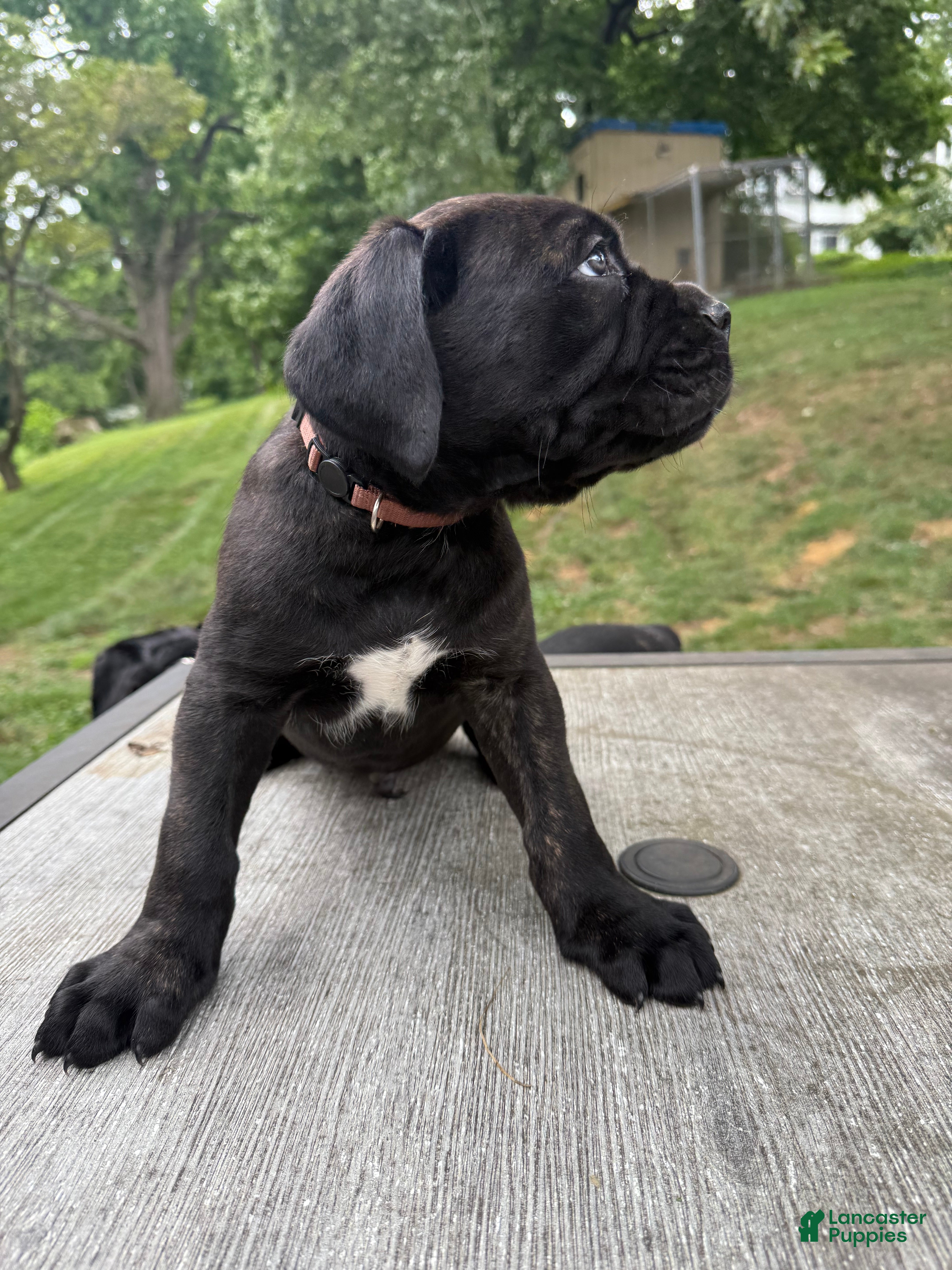 Cane Corso dogs Brown collar - Ad 1