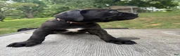 Cane Corso dogs for sale: Brown collar - Ad 1