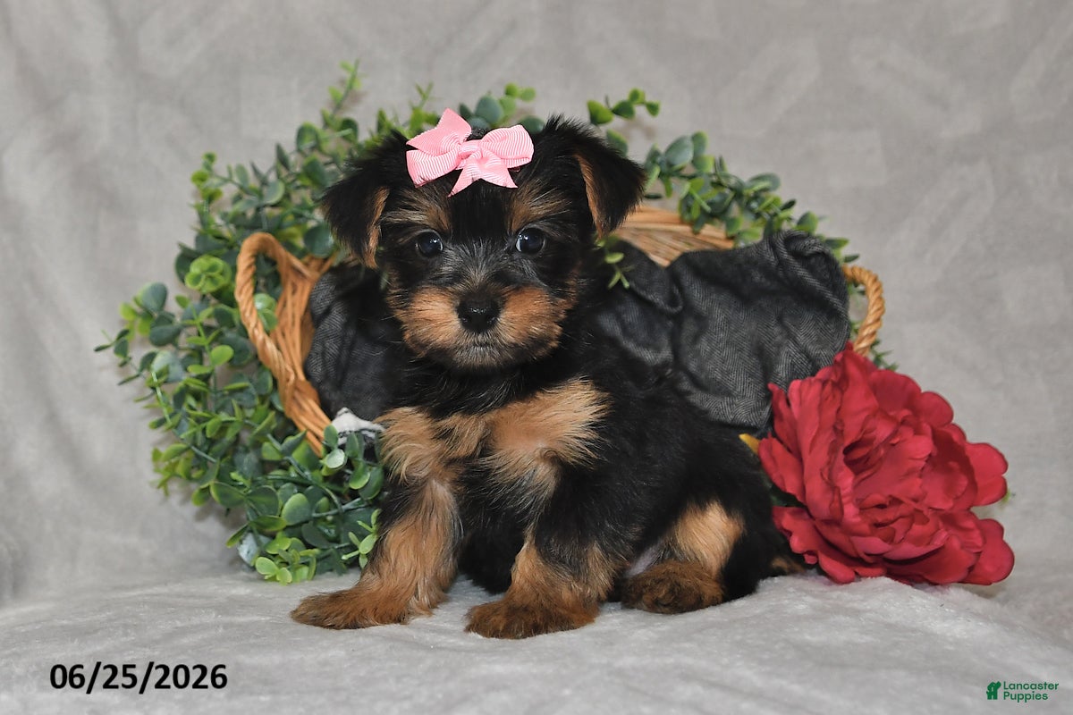 Yorkshire Terrier dogs Duchess - Ad 1