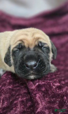 English Mastiff dogs Connie - Ad 4