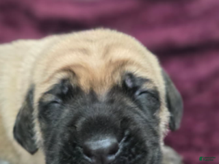 English Mastiff dogs Connie - Ad 4