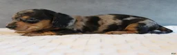 Miniature Dachshund dogs for sale: Stetson - Ad 3