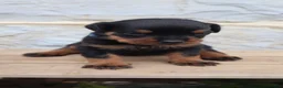 Rottweiler dogs for sale: Blaze - Ad 3