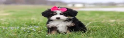 Mini Bernedoodle dogs for sale: Dua - Ad 2