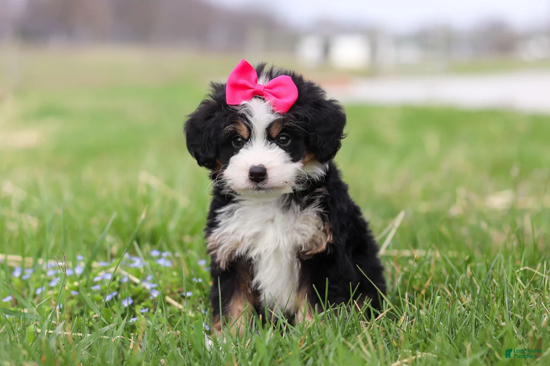 Mini Bernedoodle dogs for sale: Dua - Ad 2