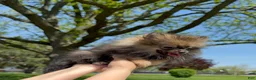 Pomeranian dogs for sale: Pomeranian Puppy Ruby - Ad 11