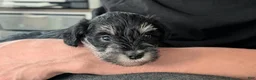 Miniature Schnauzer dogs for sale: Bert - Ad 3