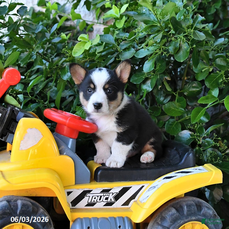 Welsh Corgi Pembroke dogs for sale: Milo - Ad 2