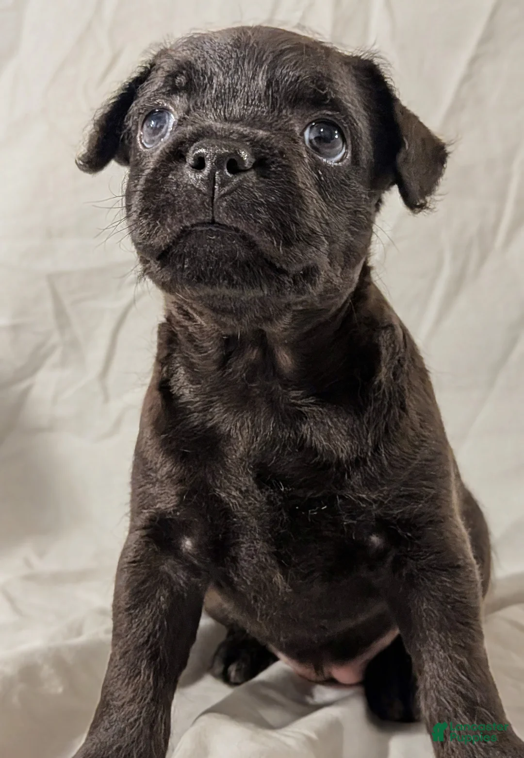 Mixed Breed dogs for sale: Pebbles - Ad 1