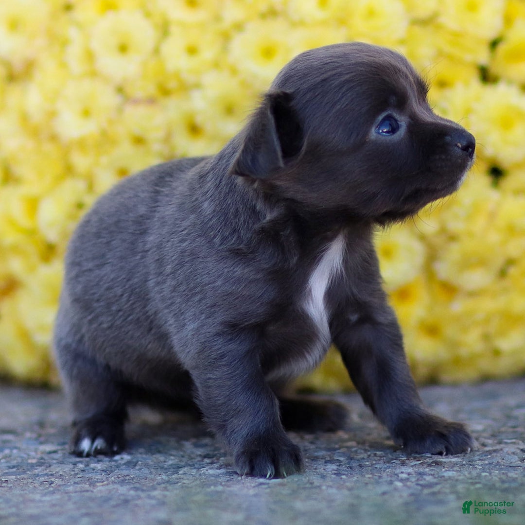 Chihuahua dogs for sale: Penny - Ad 14