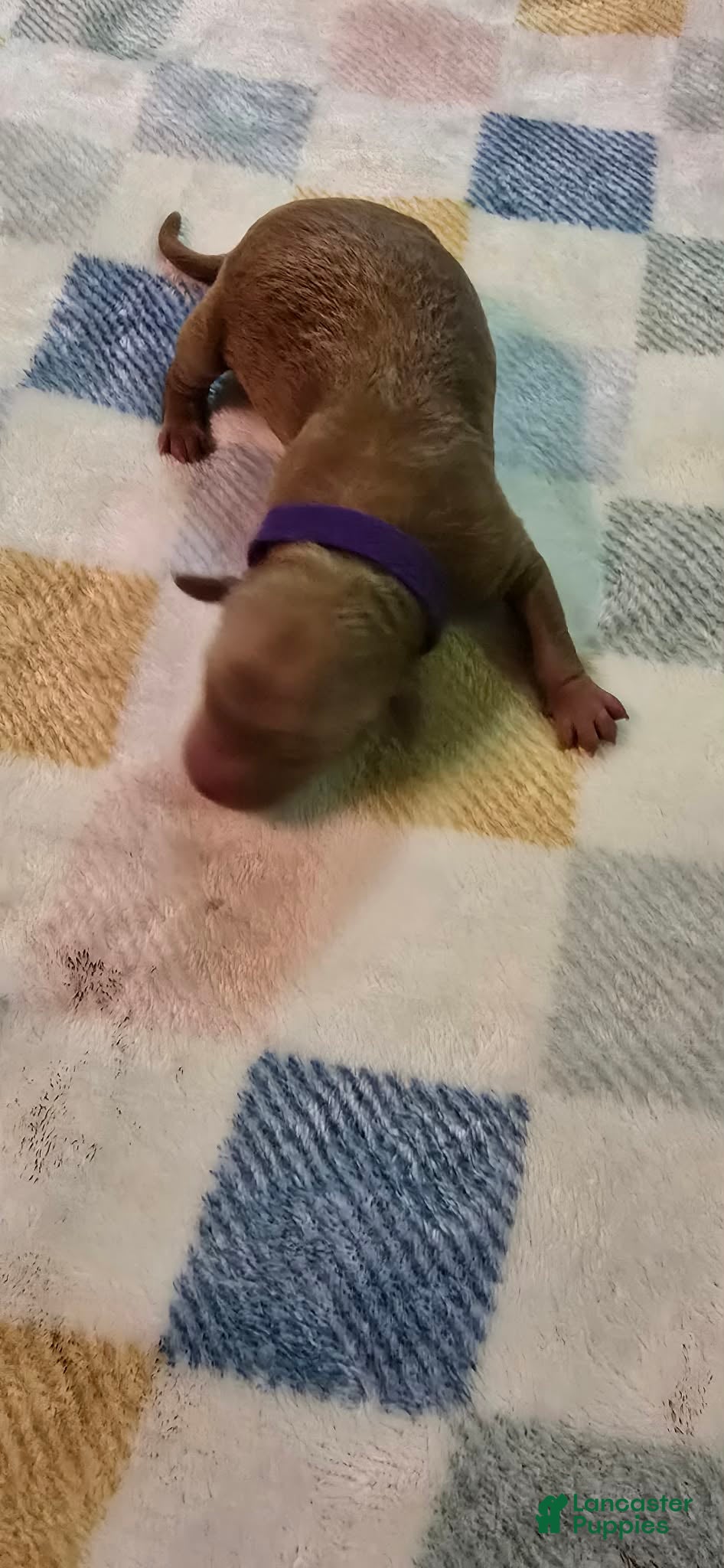 Mini Goldendoodle dogs for sale: luna - Ad 4