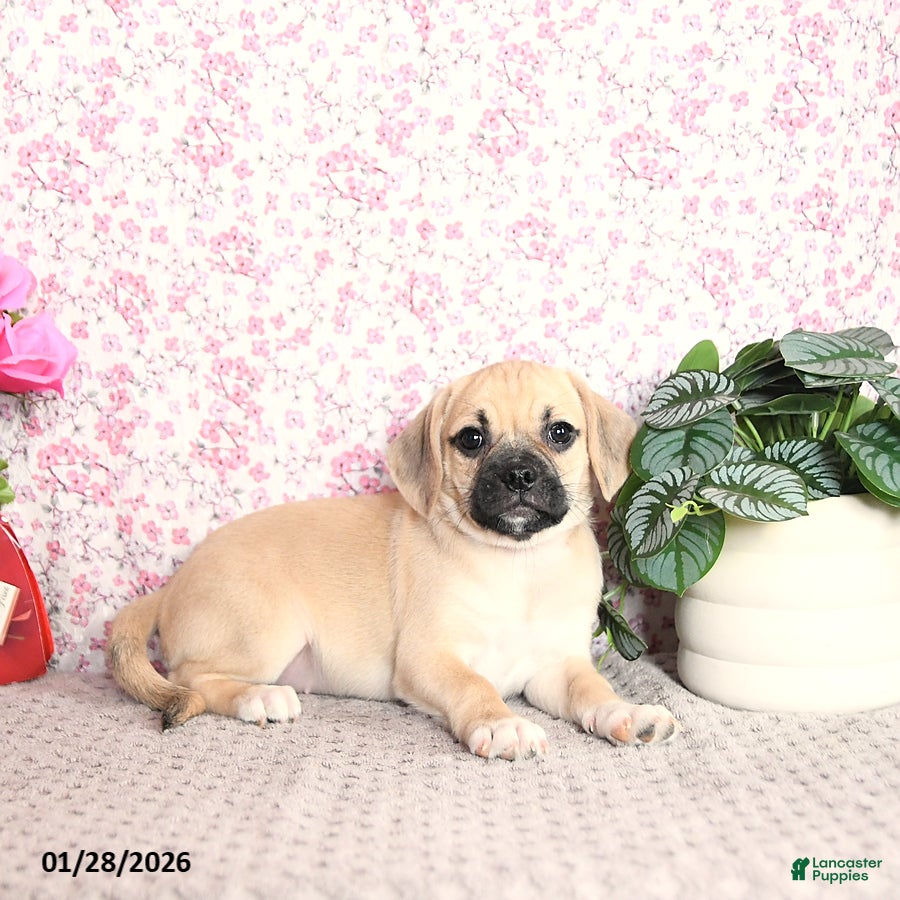 Puggle dogs Kolina - Ad 4