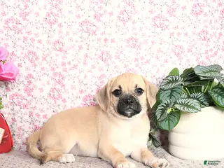 Puggle dogs Kolina - Ad 4