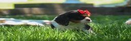 Cavalier King Charles Spaniel dogs for sale: Bentley 🐾🐶 - Ad 8