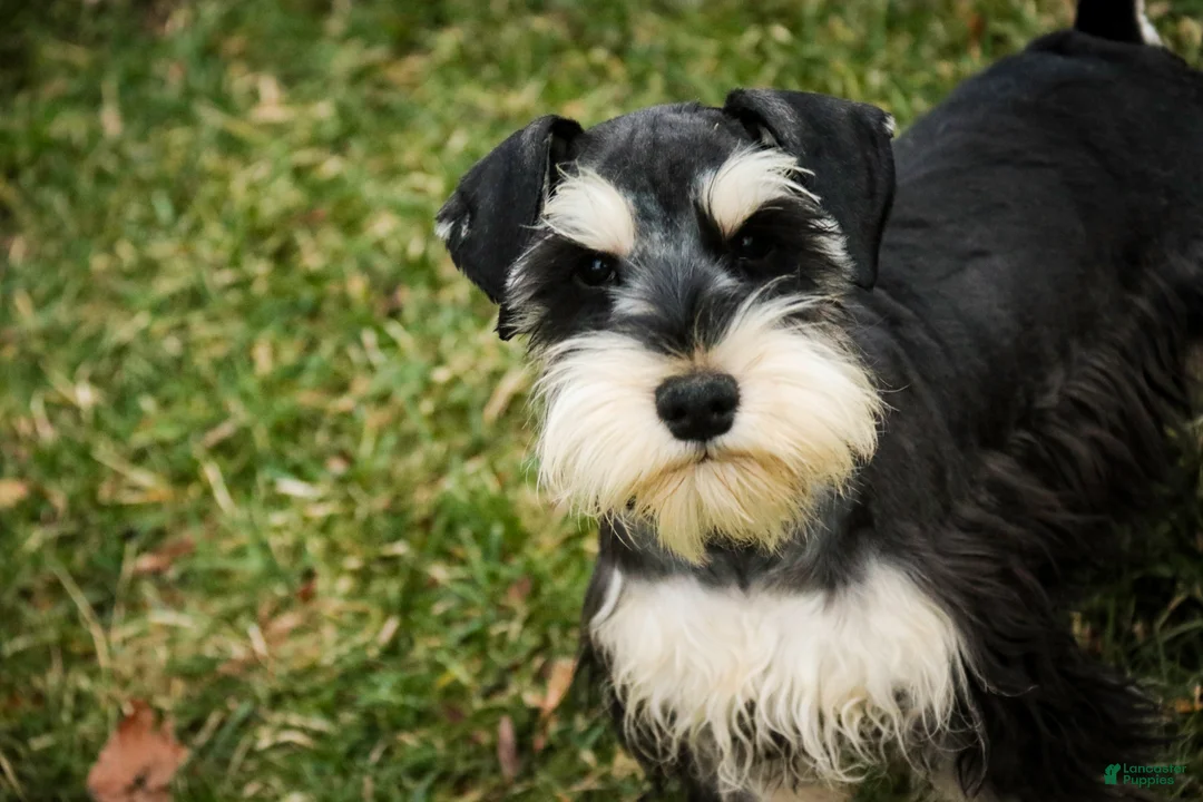Miniature Schnauzer dogs for sale: Felix - Ad 8